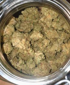 Fleurs CBD - Indoor Jack Herer 15% - au Gramme